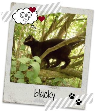 Kater Blacky im Baum