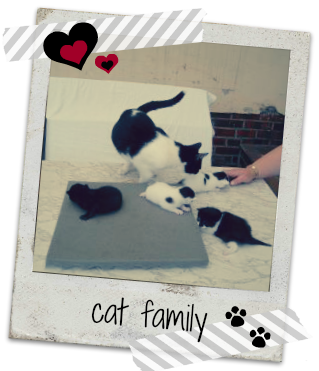 catfamily01