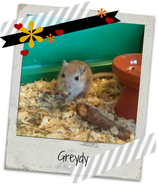 greydy01